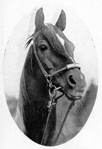 Rufus Riddlesbarger of the Lanteen Arabian Foundation imported the great Antez 448 from Poland especially to cross on Palomino mares.